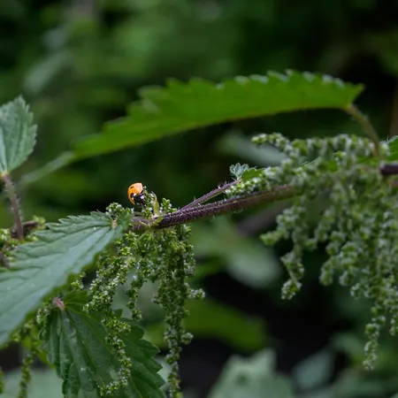 Casa de Férias Caberce Thoire-sur-Dinan