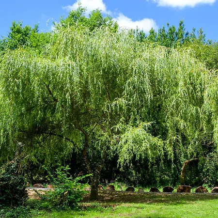 Cabercé * Thoiré-sur-Dinan