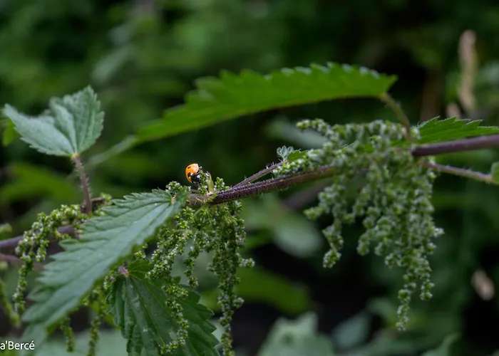 Casa de Férias Caberce Thoire-sur-Dinan